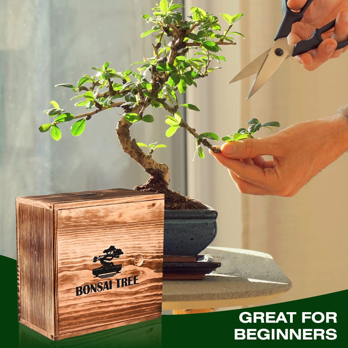 4 Bonsai Tree Seeds with Complete Growing Kit & Wooden Planter Box, Indoor Bonsai Tree Starter Kit, Great Potted Plants DIY Gift for Adults Meekear