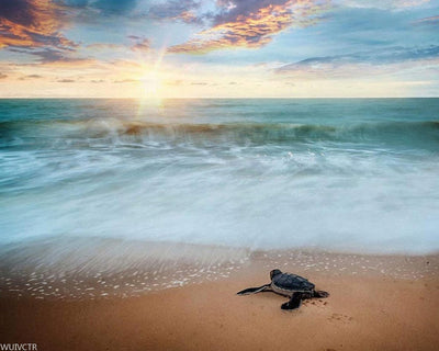 WUIVCTR Paint by Number Beach Turtle DIY Oil Painting Paint by Number Kit for Adults Beginner Canvas Painting by Numbers Acrylic Oil Painting Arts Craft Sunset Sea Turtle Paintings 16x20 Inch