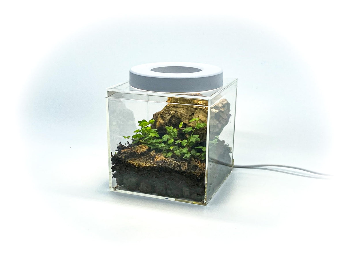 Tiny Terrarium Kit 4x4 Inch – DIY BioActive Starter Kit with Live Tropical Plants, Halo LED Grow Light, Soil, Drainage, 25 Dwarf White Isopods, and 25 Fire-Orange Springtails Creation Cultivated