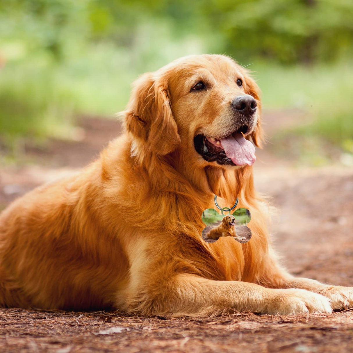 50 Pcs Sublimation Blank Dog Tags Bone Shaped DIY Double Sided Aluminum Dog ID Tags Bone Shaped Pet Name Tags Dog Collar Tags with Dogs and Cats GEKIXUTP