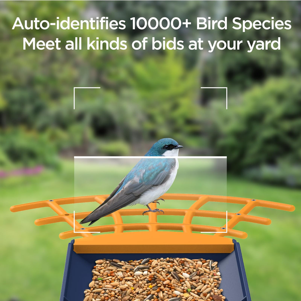 Birdkiss Smart Solar Feeder Camera: AI Identify WiFi Camera with Auto Bird Video Capture & Instant Notifications, Ideal Bird Lover Gift Birdkiss