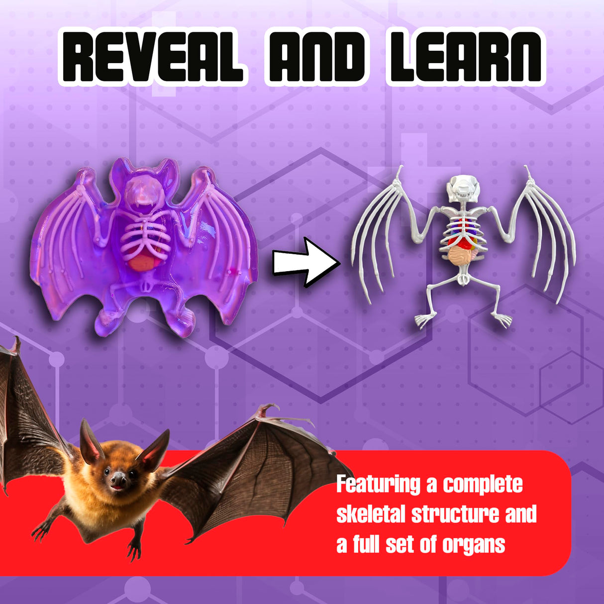 Dissect-It Simulated Synthetic Lab Dissection Toy, STEM Projects for Kids, Animal Science, Biology, and Anatomy Home Learning Kit, Bat Dissect It