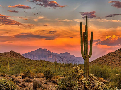 JXAVAXDE Desert Plants Diamond Painting Kits for Adults, Sunset Sonoran Desert Phoenix Arizona Adult DIY 5D Pictures Round Drill Art Relaxation Wall Decor Stitch, 12x16 Inch