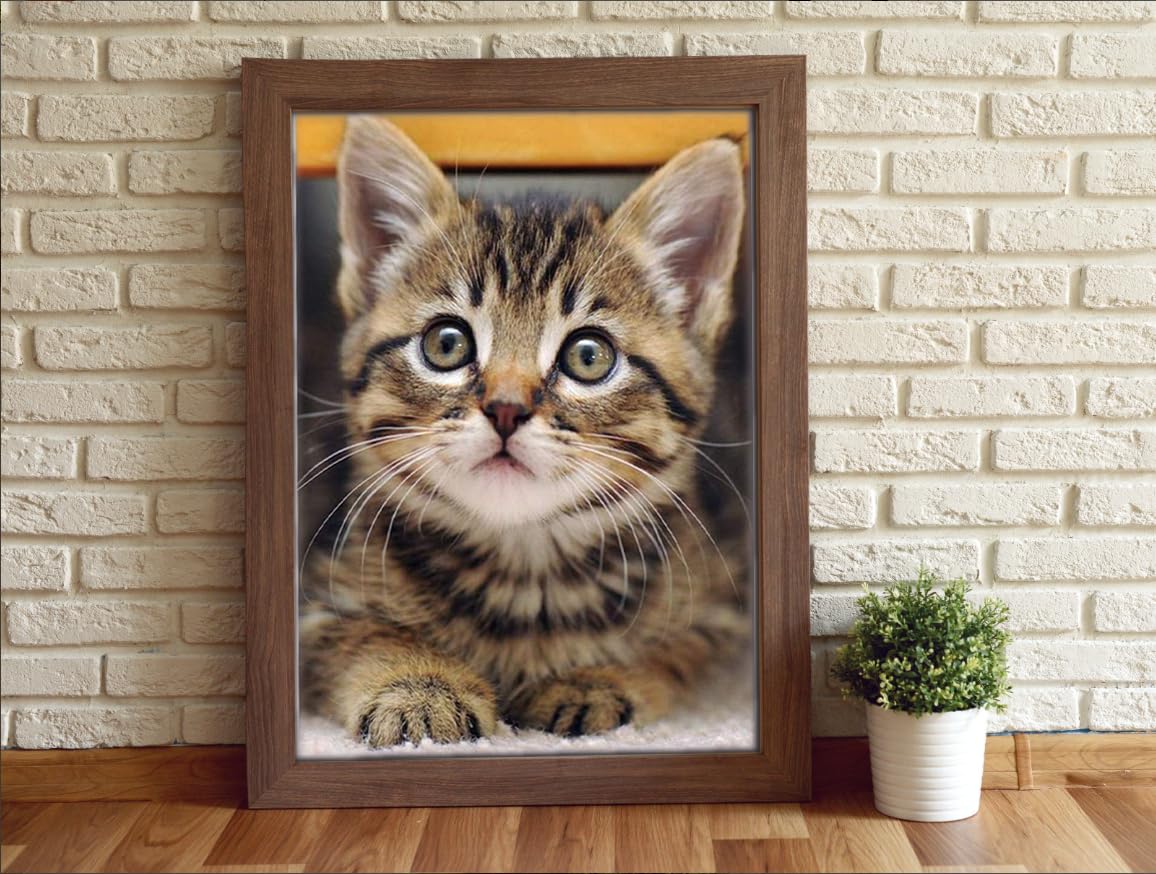 Diamond Art Cat Diamond Art Painting Kit for Adults Tabby Cat for Home Wall Decor,12"×16" Apomelo