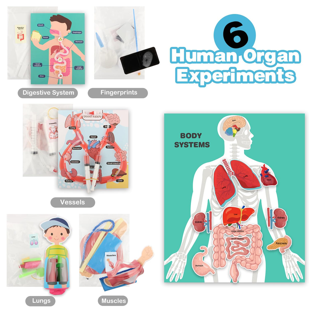Human Body Activities & Experiments Science Kit for Kids,Human Anatomy Body Parts with Broken Bones X Ray,Lung Breathing Model, Vessels, Digestive System,Muscles Model,Skeleton,Human Organ STEM 5+ VMNlooking