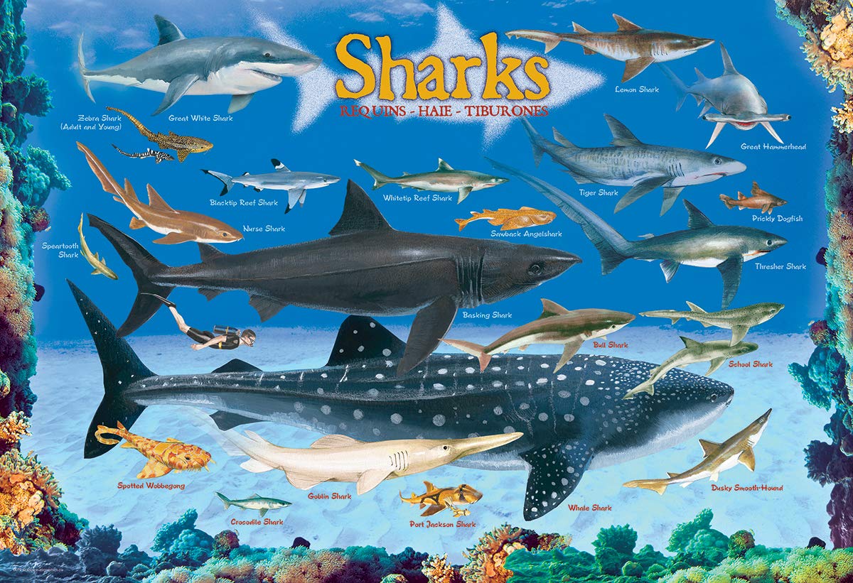 Sharks 100 Piece Jigsaw Puzzle EuroGraphics