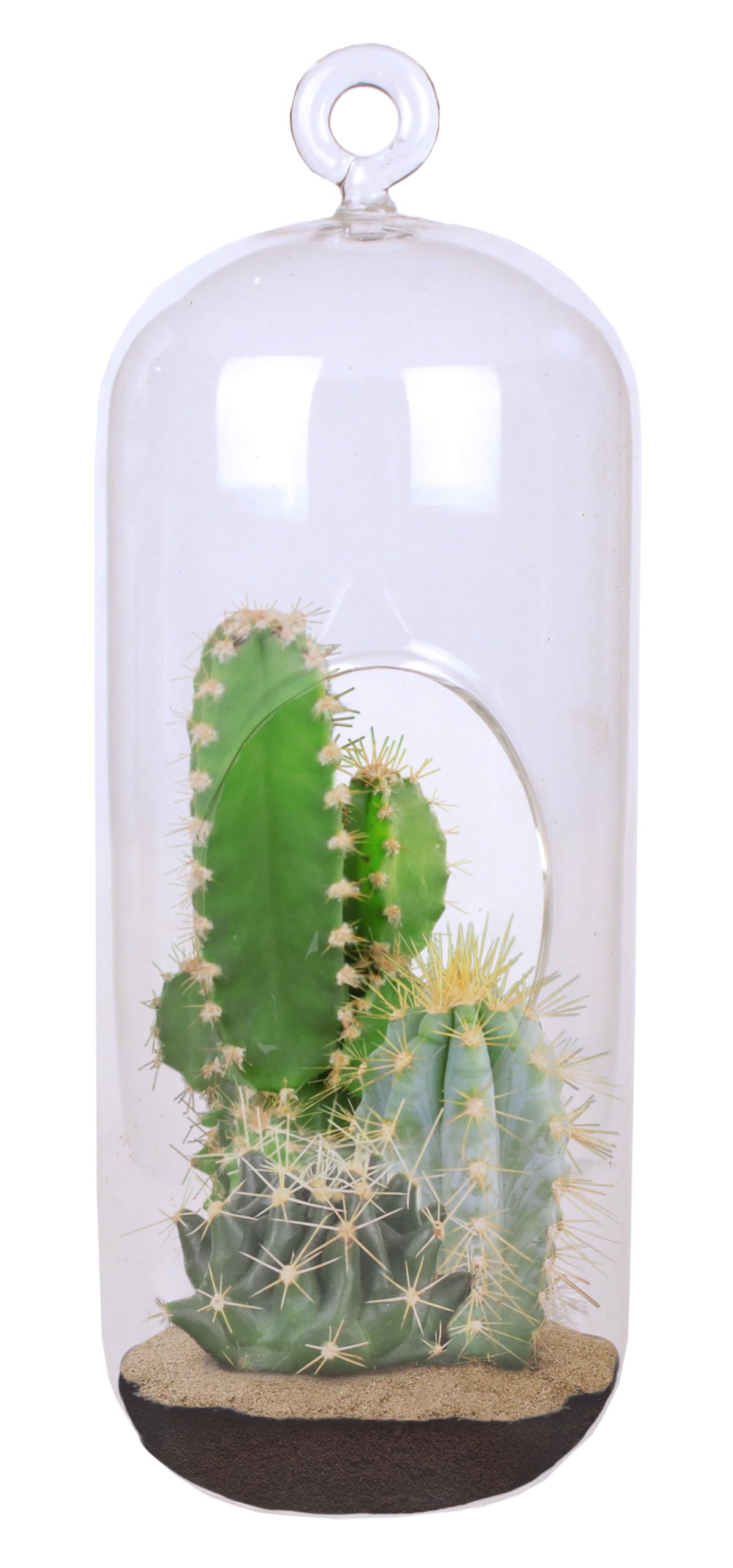 Cactus Terrarium Grow Kit by Unique Gardener - DIY Indoor Hanging or Standing Garden Starter Set with Complete Supplies, Easy to Grow Terrariums for Home Decor! Unique Gardener