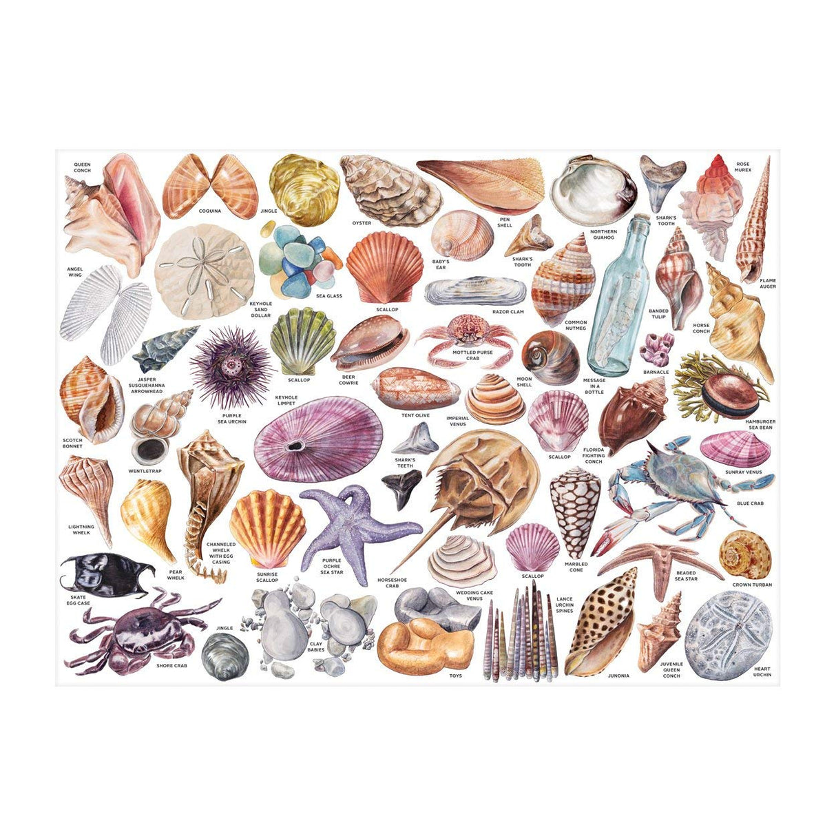 Galison Beachcombers Companion 1000 Piece Jigsaw Puzzle for Adults, Beach Puzzle with Colorful Ocean Scenery Galison