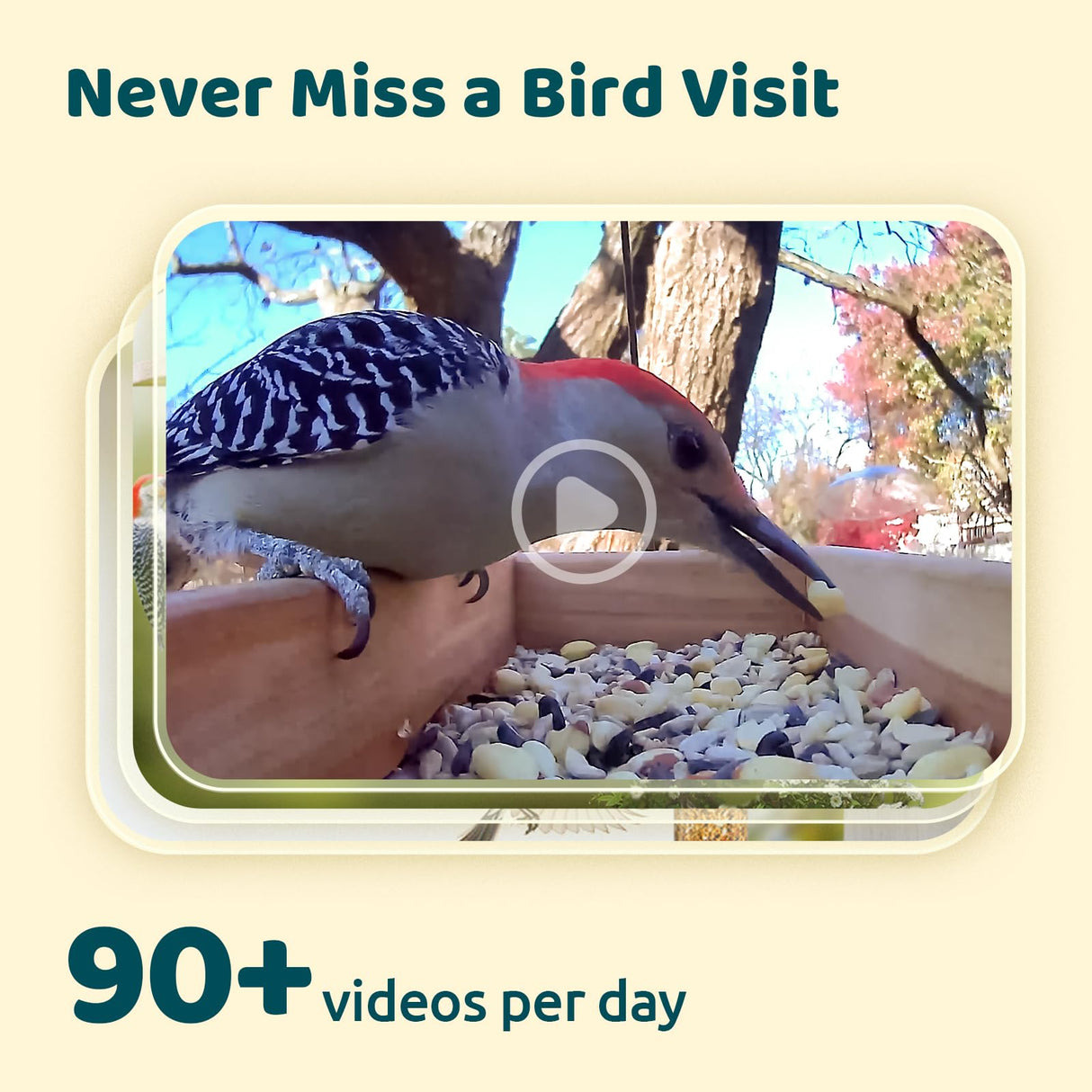 NETVUE by Birdfy Smart Bird Feeder Camera, Adjustable Brackets, Auto Bird Video Capture, Instant Notifications, AI Identify 6000+ Species NETVUE