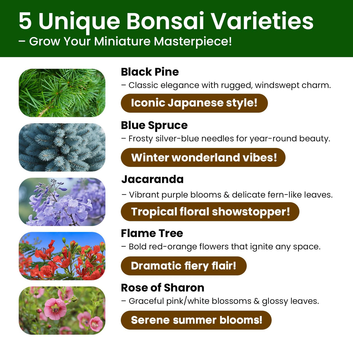 Bonsai Tree Kit – 5Pack Complete Indoor Starter Kit with 5 Unique Japanese Bonsai Trees, Tools & Planters – Perfect Gardening Gift for Women, Men, Plant Lovers – Great for Easter, Father’s Day PLANTMEW