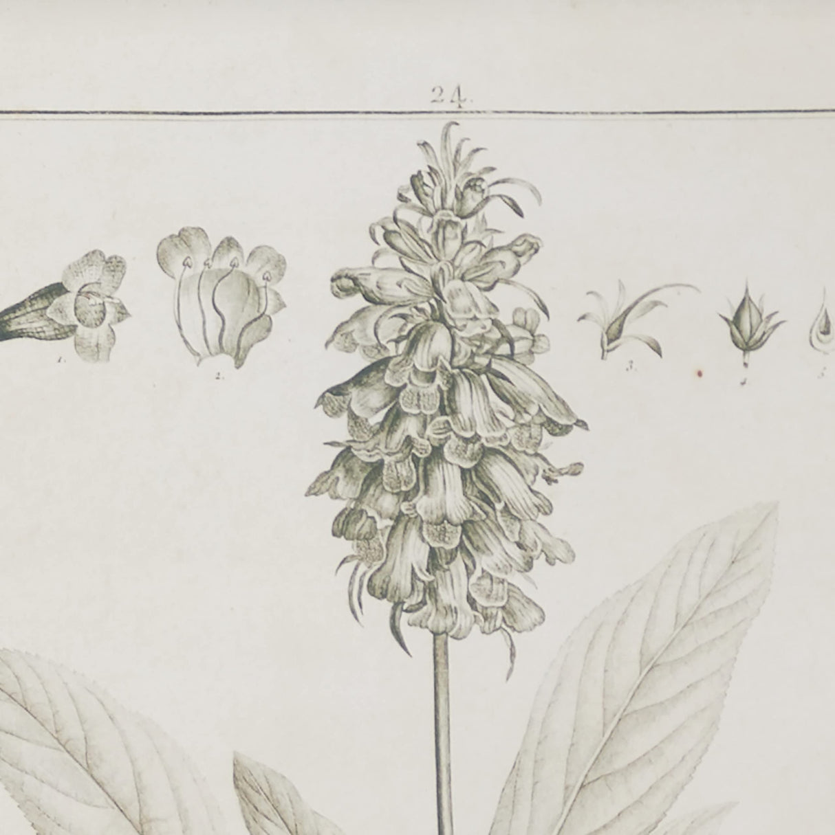 Deco 79 Wood Leaf Framed Wall Art with Brown Frame, 2 Count(Pack of 1) 17"W, 22"H, Light Brown Deco 79