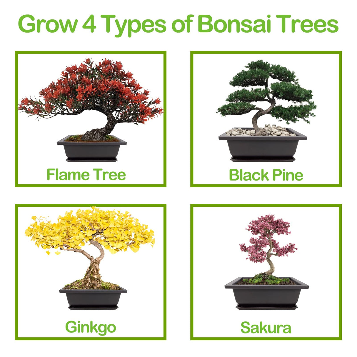 4 Bonsai Tree Seeds with Complete Growing Kit & Wooden Planter Box, Indoor Bonsai Tree Starter Kit, Great Potted Plants DIY Gift for Adults Meekear