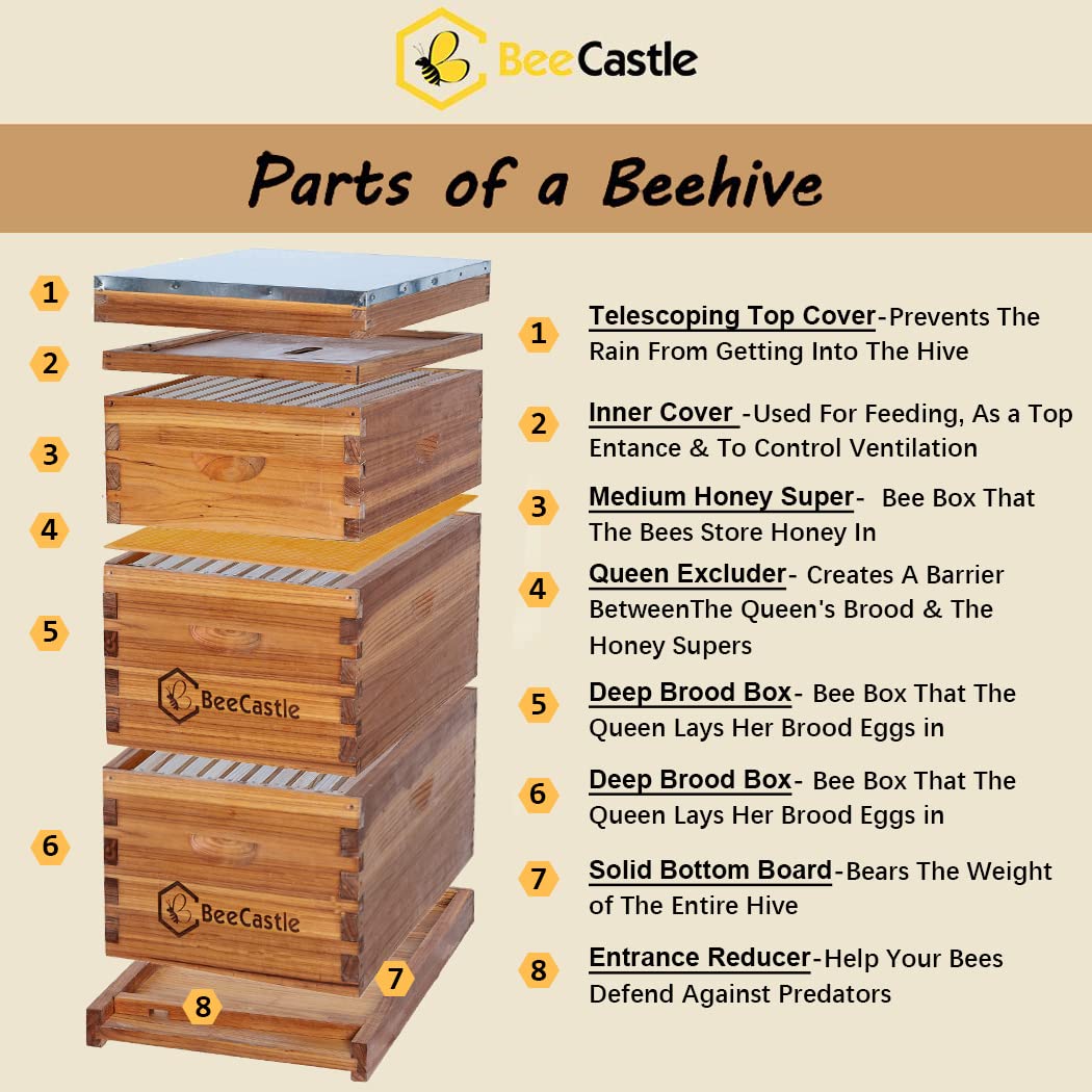 BeeCastle 10 Frame Langstroth Bee Hive Coated with 100% Beeswax Includes Beehive Frames and Waxed Foundations (2 Deep Boxes & 1 Medium Box) BeeCastle