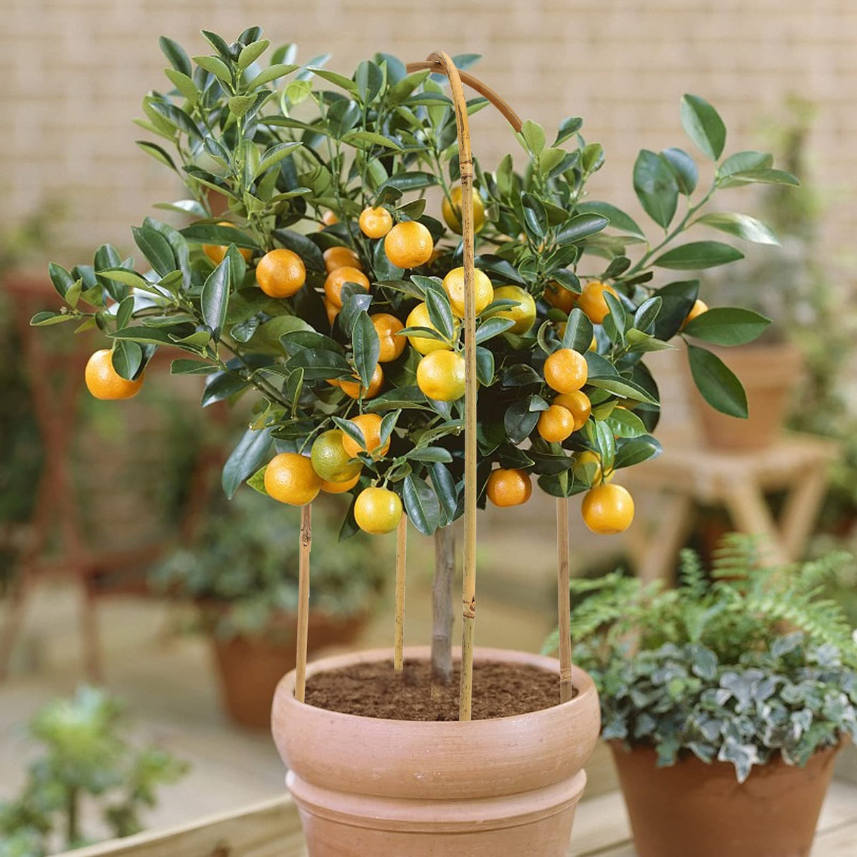 Coloch 20 Pack Bamboo U Trellis Support, 16 Inch U Loop Plant Stake Arch Garden Trellis for Potted Plants, Climbing Flowers and Vines, Ivy, Outdoor Planting Coloch