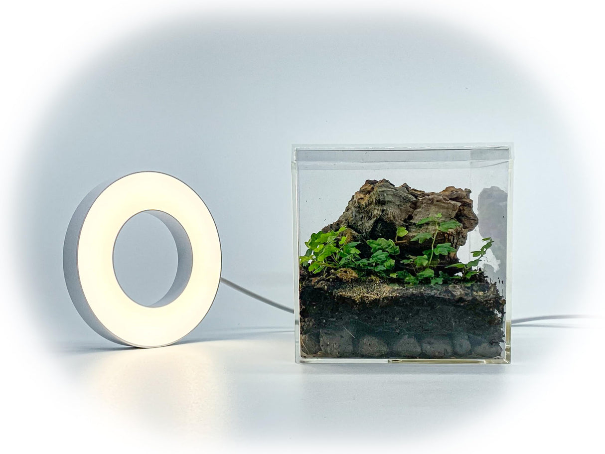 Tiny Terrarium Kit 4x4 Inch – DIY BioActive Starter Kit with Live Tropical Plants, Halo LED Grow Light, Soil, Drainage, 25 Dwarf White Isopods, and 25 Fire-Orange Springtails Creation Cultivated