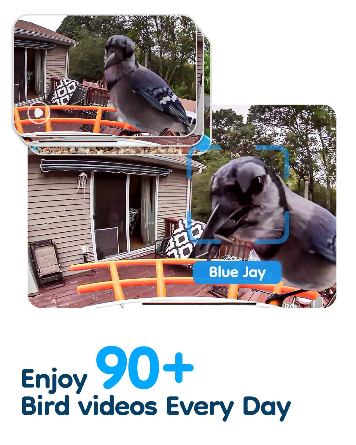 LongPlus® Smart Bird Feeder with Camera, Bird Feeders Camera Wireless Outdoor with Solar Powered,AI Identify,Smart Bird Camera Auto Capture Videos,Instant Notification,Ideal Gift for Mom Bird Lovers LongPlus