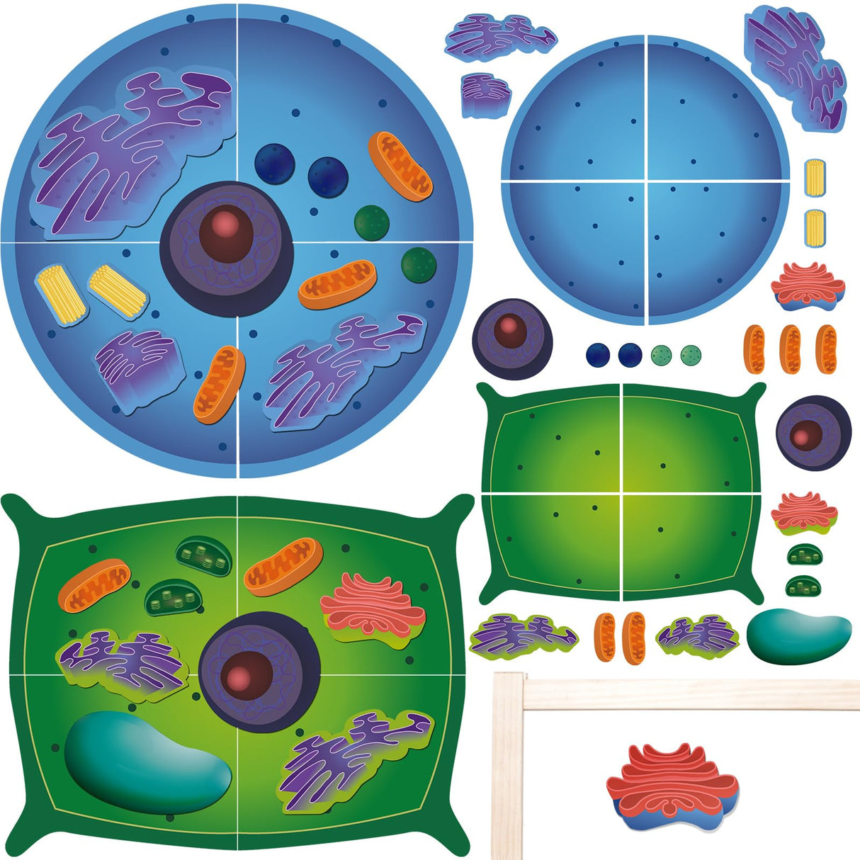 VercanMonth 2 Set Magnetic Animal and Plant Cell Anatomy Model Clearly Labeled Animal Cell Model Educational Science Kits for Biology Anatomy and Science Projects Classroom Learning Teaching Aid VercanMonth