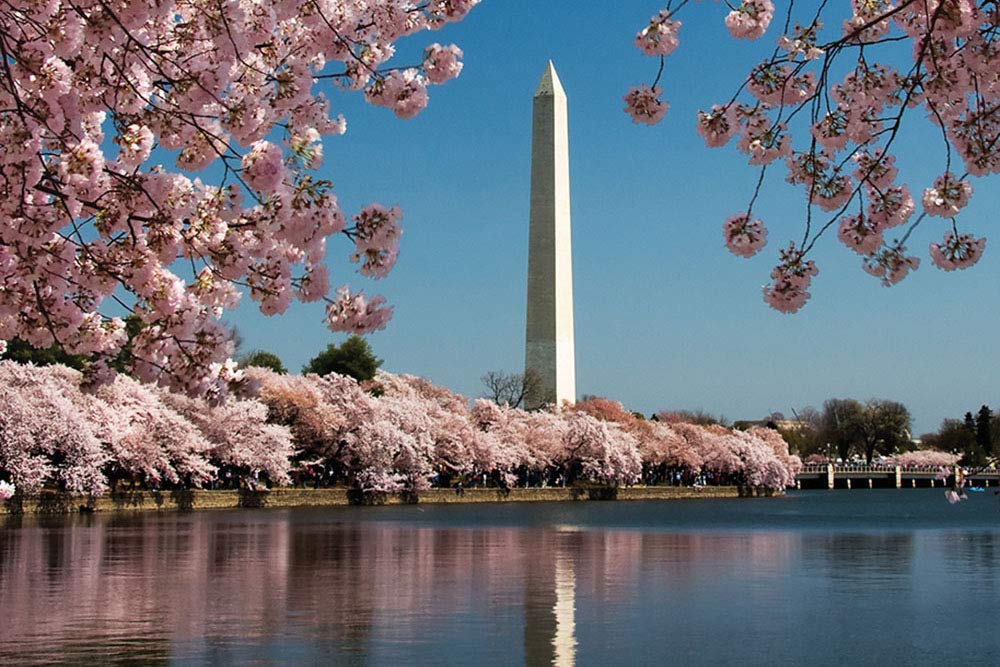 Cherry Blossoms DBL PZL 500pc Double-Sided Jigsaw Puzzle DBL PZL