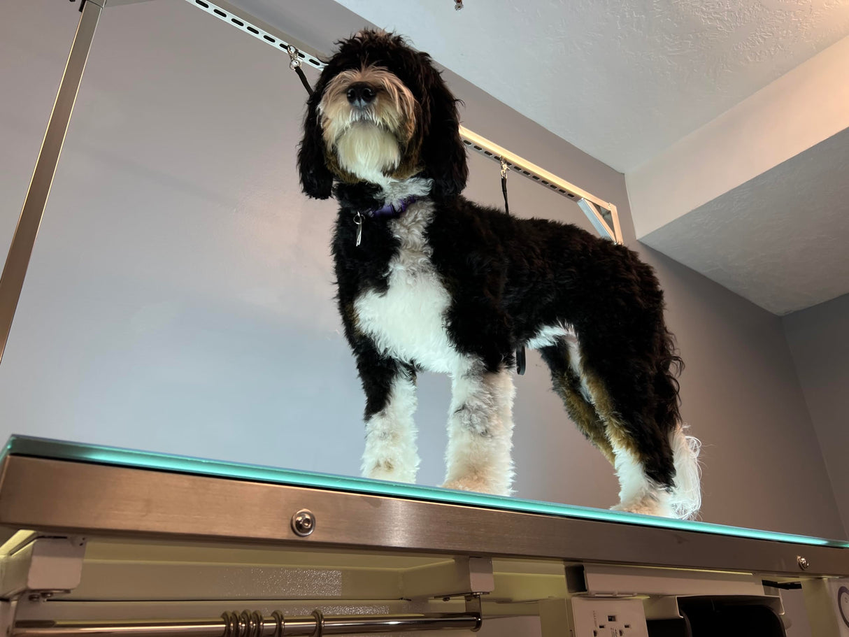 Cove Products LED Lit Master Groomer Electric Lift Grooming Table (Complete Package) Cove Products