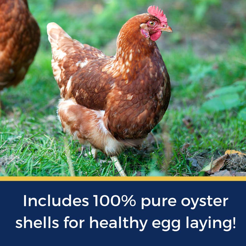 Pampered Chicken Mama Best Eggs Ever! Nesting Herbs for Chickens (10 Ounces) Calcium Supplement for Chickens | Chicken Feed Supplies, Hen Treats for Coops Pampered Chicken Mama