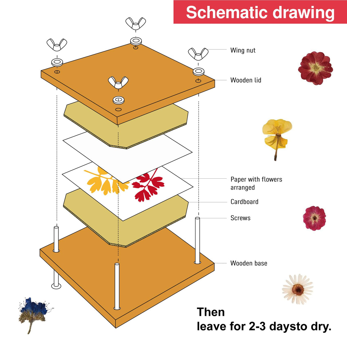 GOTHINK Flower Press Kit - 6 Layers 6 x 6 Inches, Easy to Use, DIY Dried and Preserved Flowers and Leaves, Plants Art & Crafts Wooden Flower Pressing Kit for Adults and Kids GOTHINK