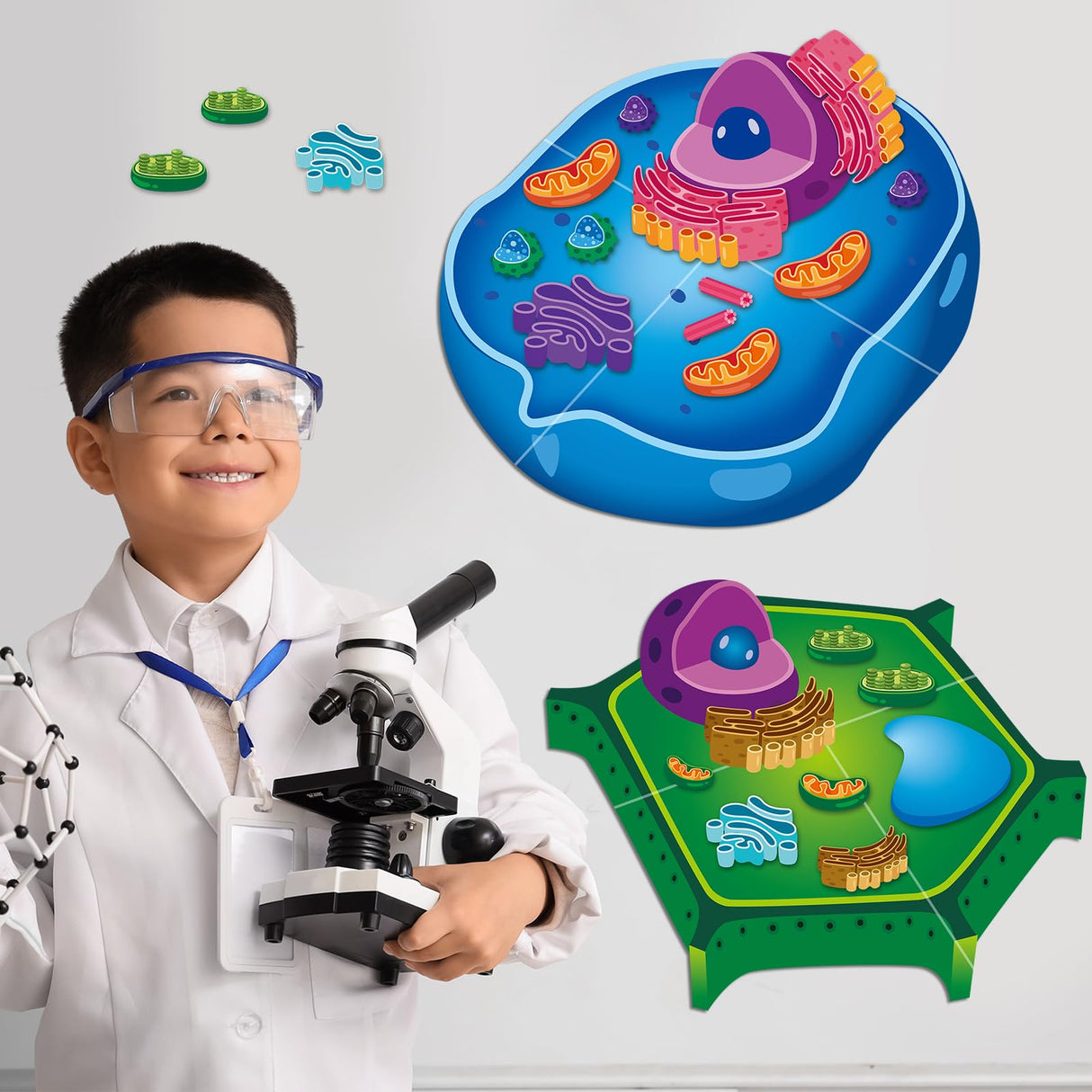 2 Set Magnetic Animal and Plant Cell Model Clearly Magnets Anatomy Models Educational Science Kits Back to School Biology Classroom Decor for Lab Decorations Teacher Must Haves Learning Teaching Aid Lonfliness