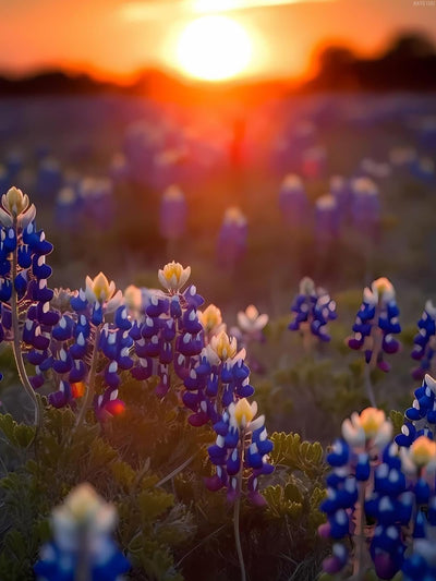 KAYEIUU DIY Bluebonnets on Field Diamond Painting Landscape Paint by Numbers for Adults Full Round Diamond Art Kits for Room Decor Living Room Decor 12x16 inch