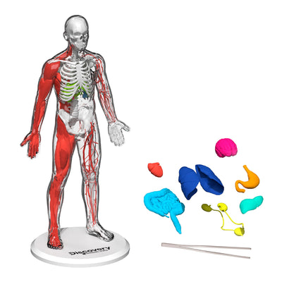 Discovery™ 3D Human Anatomy 28-Piece Biology Model with Glow-in-The-Dark Human Model, Hands on Learning, Age 8+