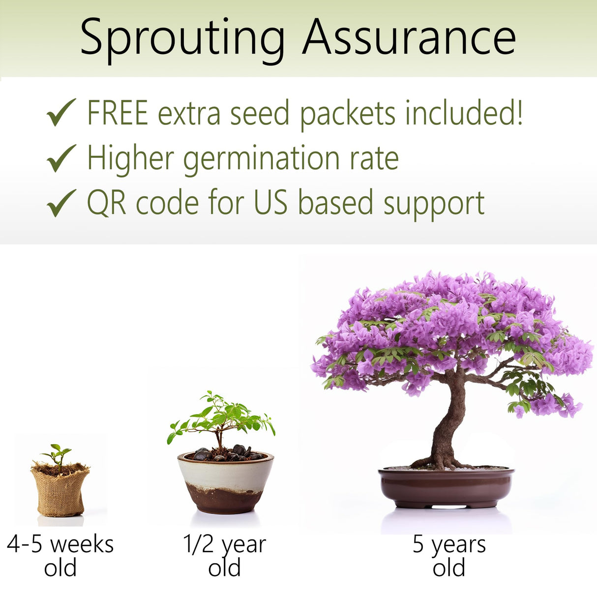 Bonsai Starter Kit – Growing Jacaranda Bonzai Tree from Seeds | Complete Indoor Tree Kit for Growing Plants with Tools & Planter – Gardening Gifts for Mother, Women & Men AVERGO