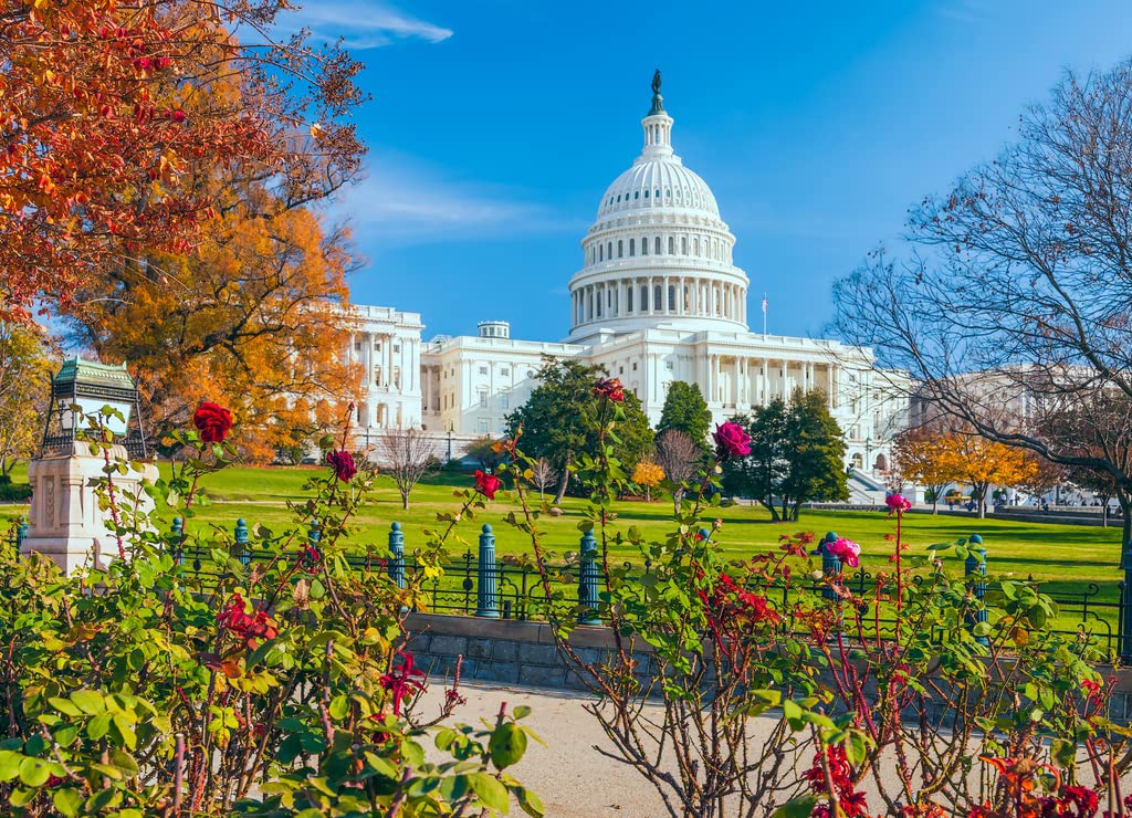 Noah Jigsaw Puzzle US Capitol Building Framed by Roses and Trees.Washington DC, USA 1000 Pieces WoodArtSupply