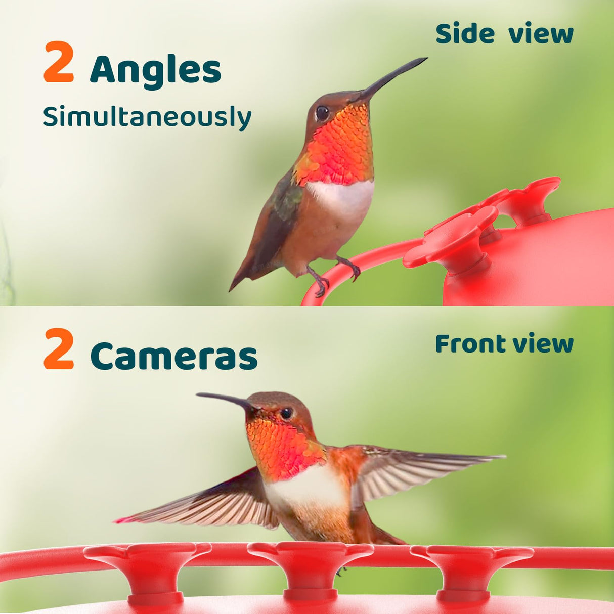 NETVUE Birdfy Hummingbird Feeder with Camera - 2K Dual Smart Cameras Solar Powered, Close-Up Bird Watching, Lifetime-Free AI Identify Hummingbird, Ant Moat & Instant Notifications (20 Ounces) NETVUE