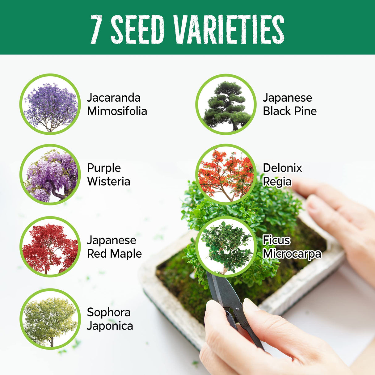 REALPETALED Bonsai Starter Kit – Japanese Bonsai Tree Kit with Bonsai Tools, 7 Bonsai Tree Seeds, Pots – Complete Grow Your Own Bonsai Tree Live Kit – Plant Lover Gifts Home Gifts for Men and Women REALPETALED