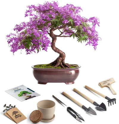 Bonsai Starter Kit – Growing Jacaranda Bonzai Tree from Seeds | Complete Indoor Tree Kit for Growing Plants with Tools & Planter – Gardening Gifts for Mother, Women & Men