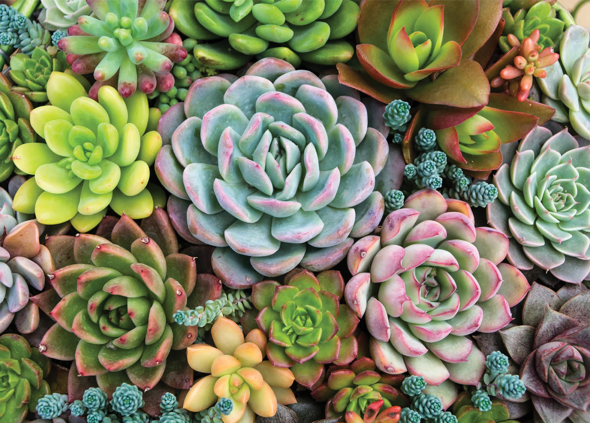 PETER PAUPER PRESS Succulent Garden 1000 Piece Jigsaw Puzzle PETER PAUPER PRESS