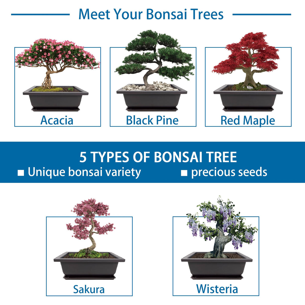 Sproutix Bonsai Starter Kit, 5 Seeds Growing into Acacia, Wisteria, Sakura, Red Maple and Black Pine, Including Complete Gardening Tools with A Gift Box, Christmas Gifts for Men Women Beginners SPROUTIX