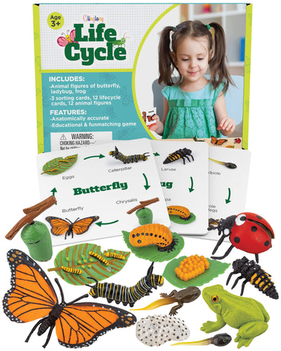Life Cycle Animal Kit - 12-Piece Montessori Science Toy with Frog, Ladybug & Butterfly Figures. Matching Game & Educational Gift for Kids Ages 3 4 5 6 7 8