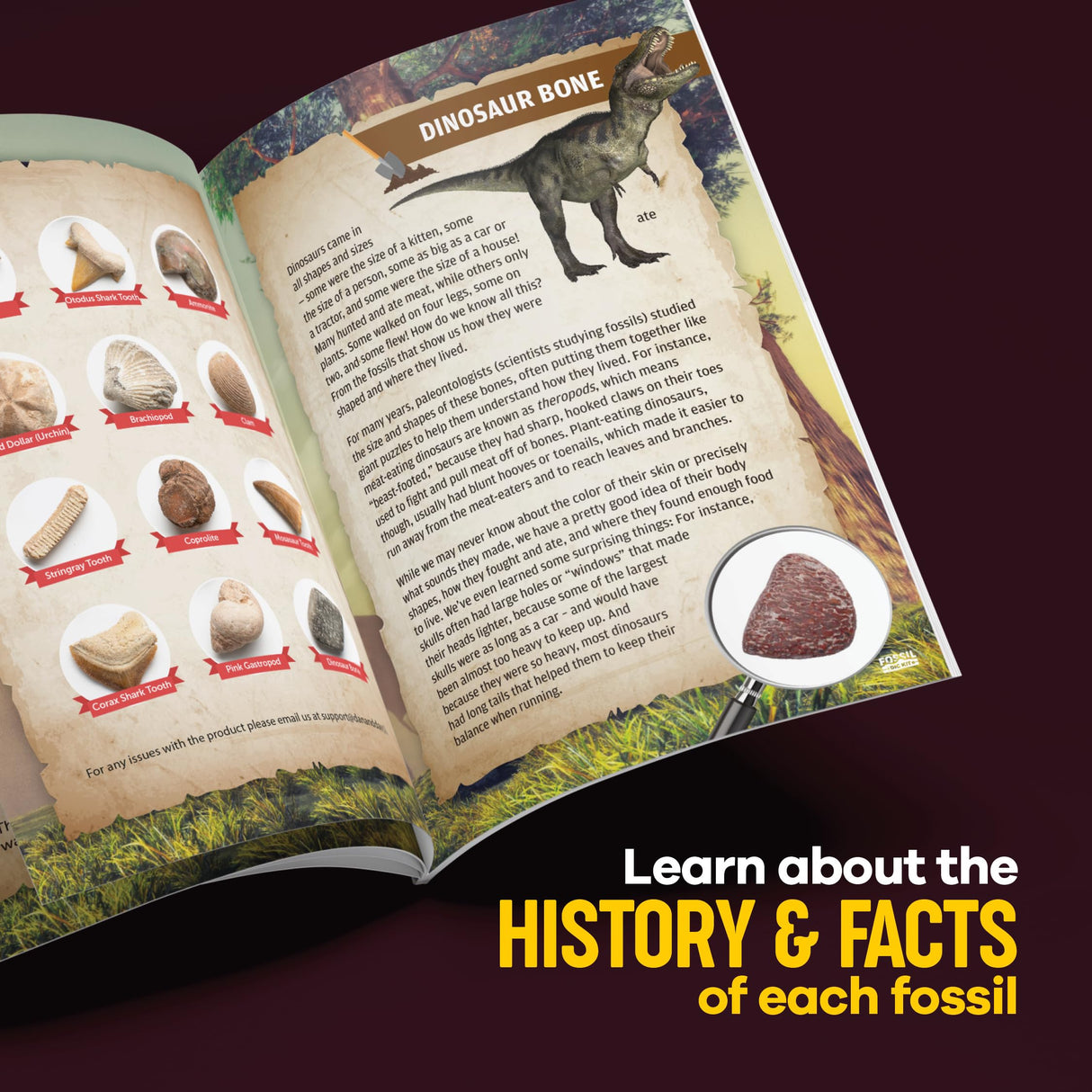 Dan&Darci Real Fossil Dig Kit for Kids - Science Kits for Boys & Girls Age 8-12 - Birthday Gift Ideas for 8, 9, 10, 11, 12 Year Old Boy or Girl - Fossils Digging STEM Toys for Ages 8-13 Dan&Darci