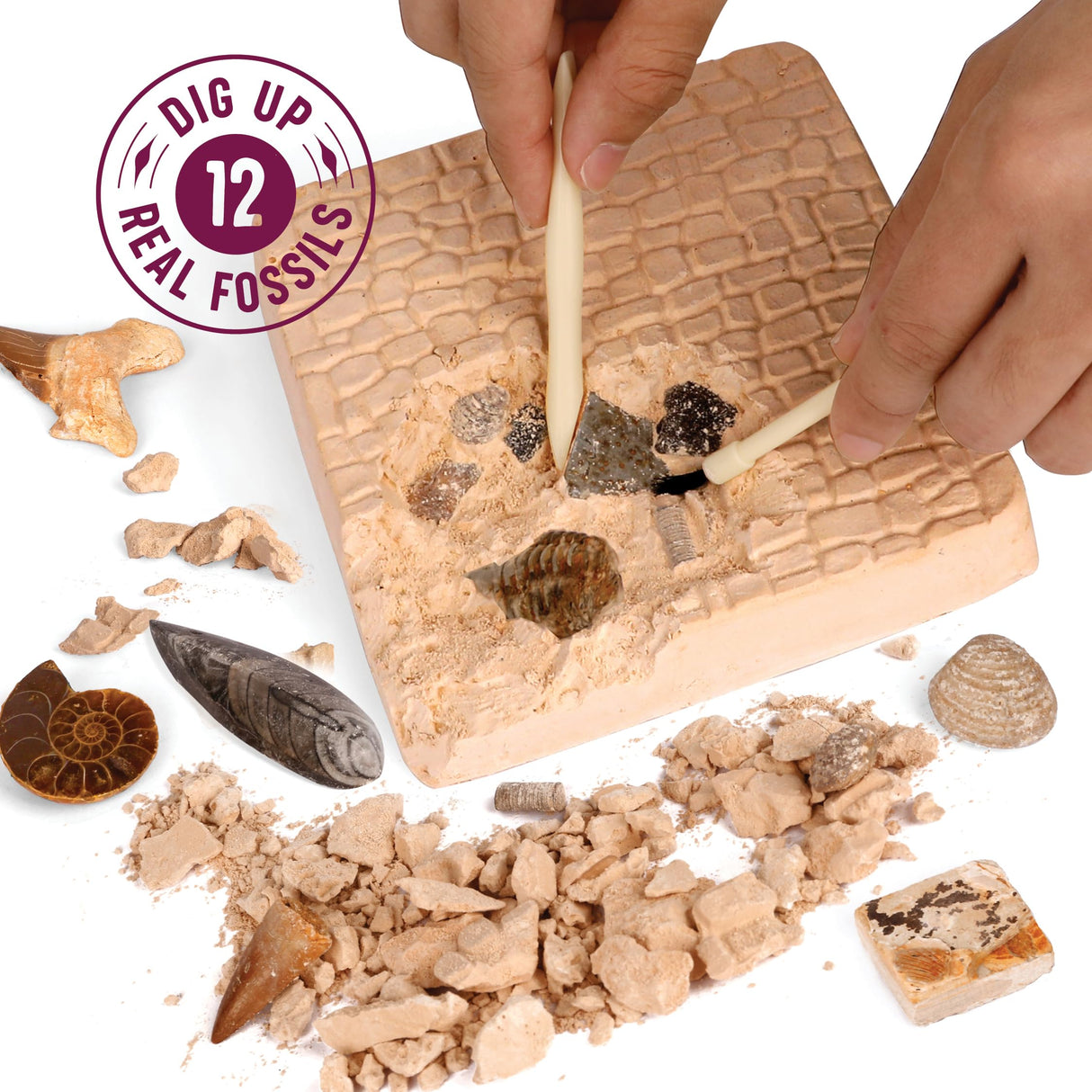 Dan&Darci Real Fossil Dig Kit for Kids - Science Kits for Boys & Girls Age 8-12 - Birthday Gift Ideas for 8, 9, 10, 11, 12 Year Old Boy or Girl - Fossils Digging STEM Toys for Ages 8-13 Dan&Darci