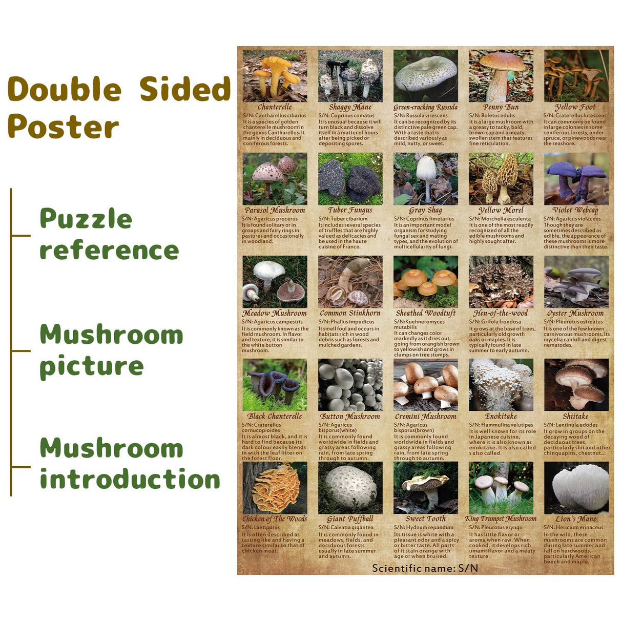 Vintage Mushroom Puzzle 1000 Pieces for Adult, Vintage Fungi Jigsaw Puzzle of 25 Edible Mushrooms, Champignons Plant Puzzle for Mycophile BBOLDIN