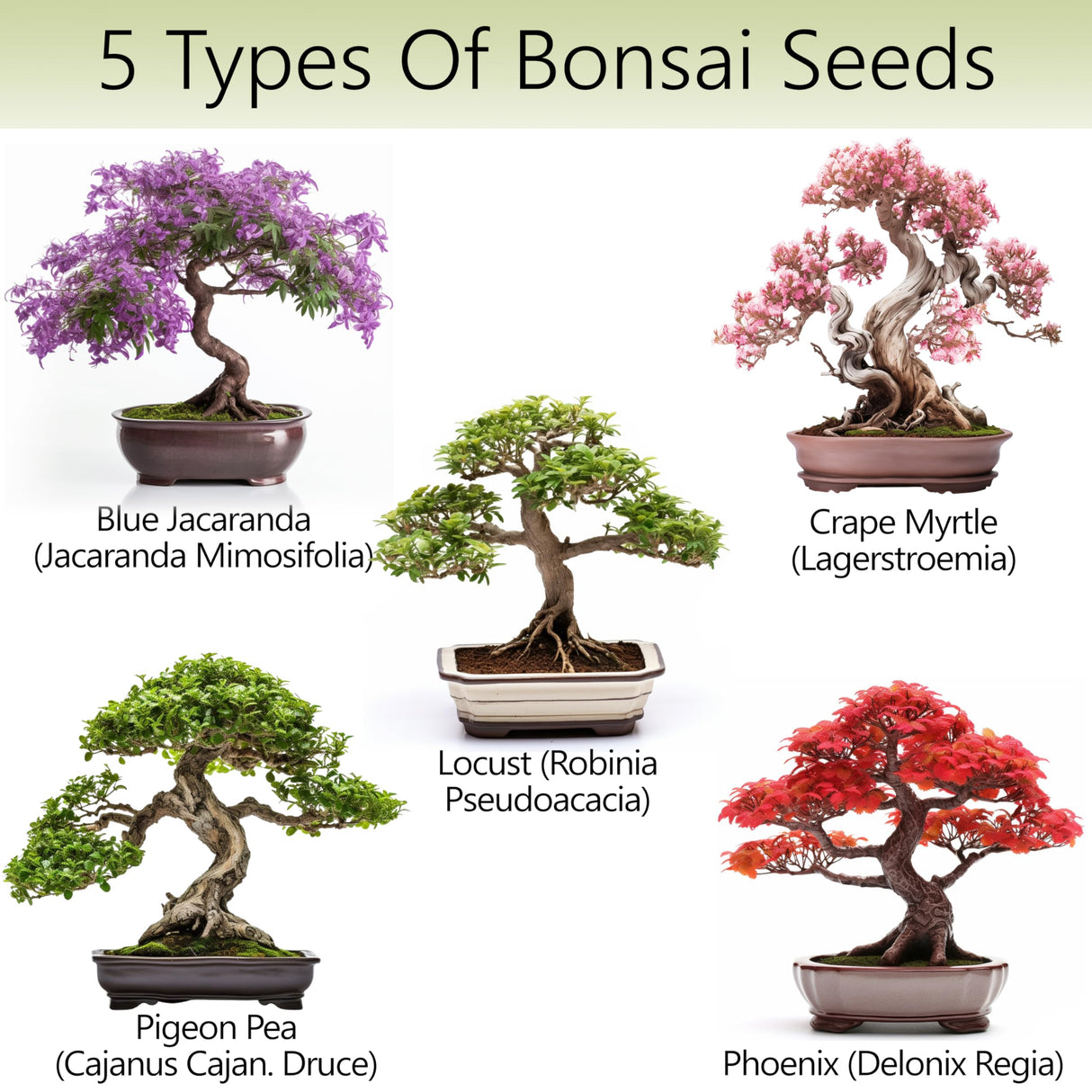 AVERGO Bonsai Tree Kit for Beginners – 5X Unique Japanese Bonzai Trees | Complete Indoor Starter Kit for Growing Bonsai Plants with Tools & Planters – Gardening Gifts for Women & Men AVERGO