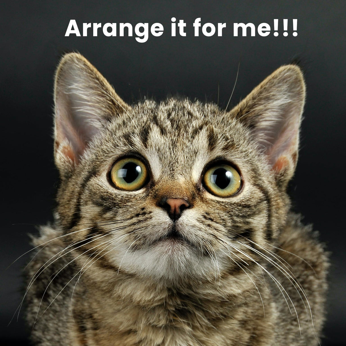 SHA CERLIN 68 Inches Multi-Level Large Cat Tree for Large Kitties/Big Cat Tower with Condo/Cozy Plush Pussycat Perches/Sisal Scratching Posts and Hammocks/Activity Center/Grey SHA CERLIN