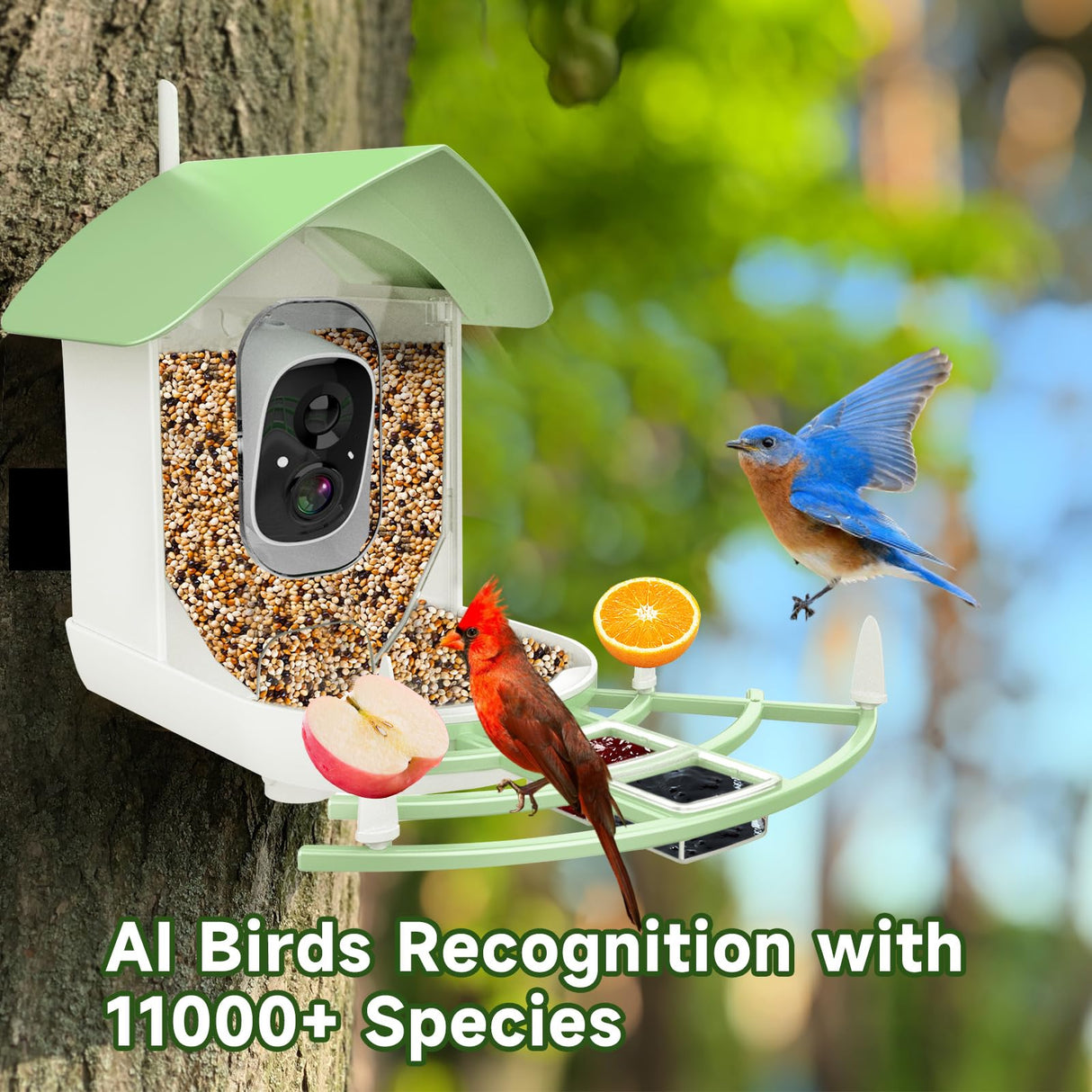 Fazoxo Bird Feeder with Camera, Smart AI Bird Breed Recognition, Birds Motion Detection with Real-Time Notice, Auto Capture Bird Watching WiFi Fazoxo