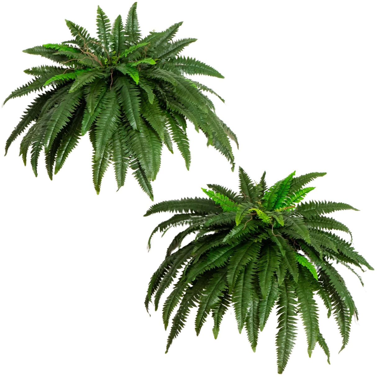Nearly Natural 48-in Artificial Boston Fern, Set of 2, Large Hanging Fake Plant Wall Decor with 67 Fronds, Faux Fern Vines that Look Real for Home and Office Decor Nearly Natural