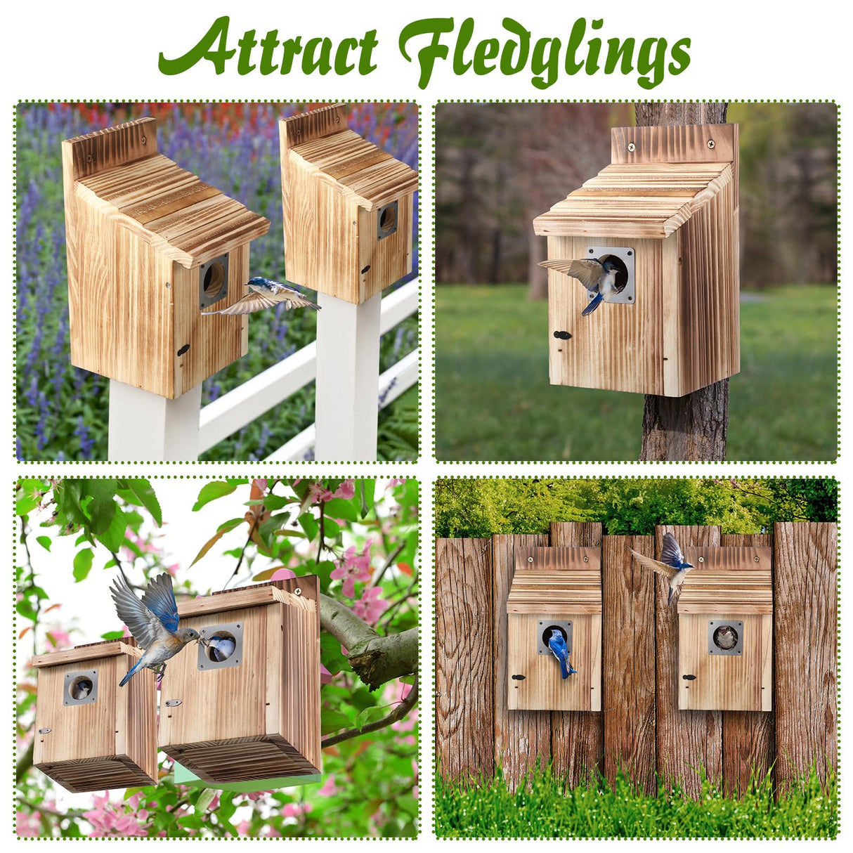 Dreyoo 2 Pack Cedar Bluebird Box Houses for Outside, 1-1/2” Entrance Hole Wooden Bird Houses with Metal Predator Guard, Secure Latch, Fledgling Grooves, Air Vents for Bluebird Wren Swallow Finch Dreyoo