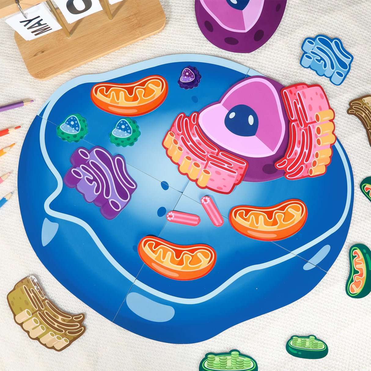 2 Set Magnetic Animal and Plant Cell Model Clearly Magnets Anatomy Models Educational Science Kits Back to School Biology Classroom Decor for Lab Decorations Teacher Must Haves Learning Teaching Aid Lonfliness