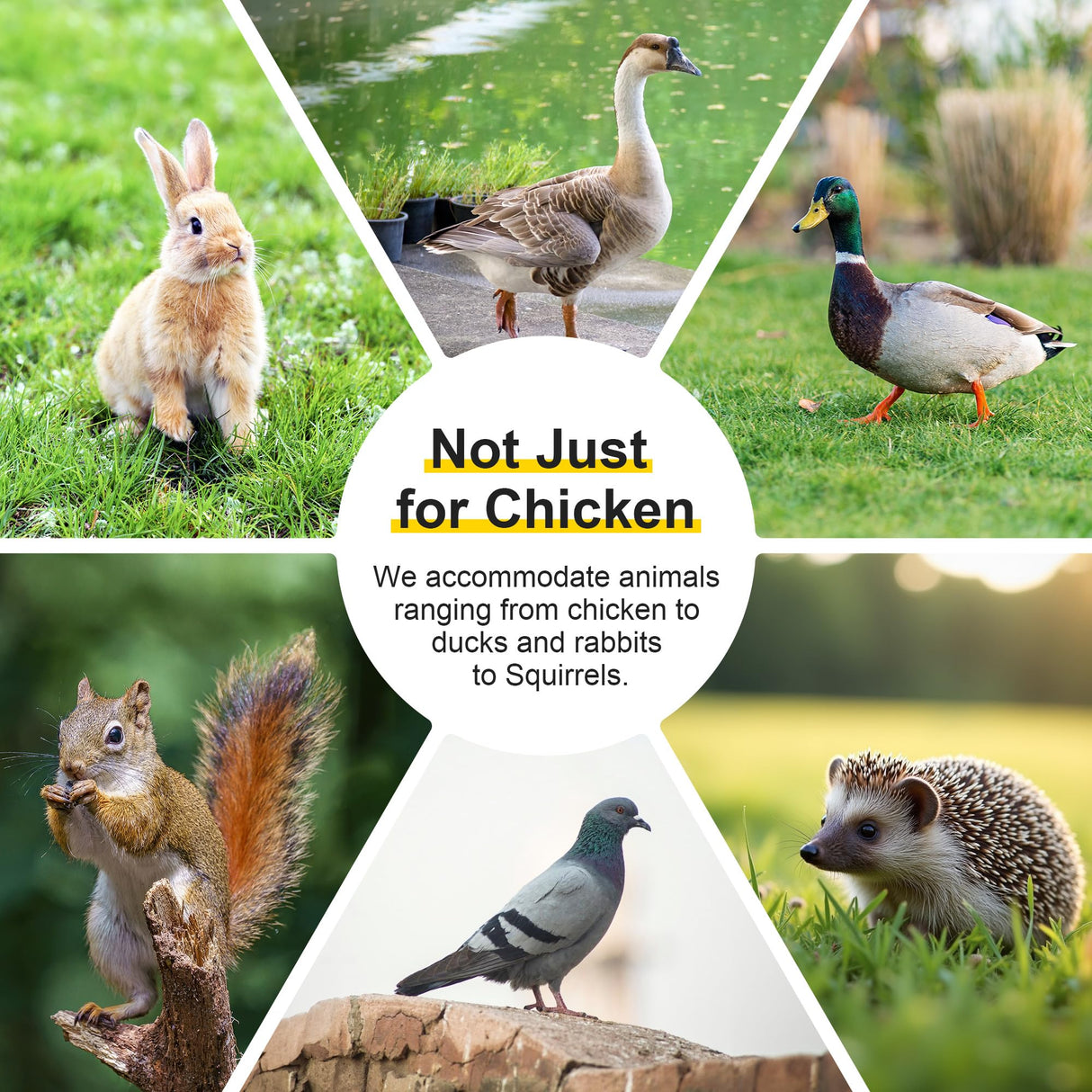 GOJOOASIS Chicken Coop for 2 Chickens Outdoor Rabbit Hutch Chicken House Cage with Ramp & Nesting Box for Small Animals (Grey) GOJOOASIS