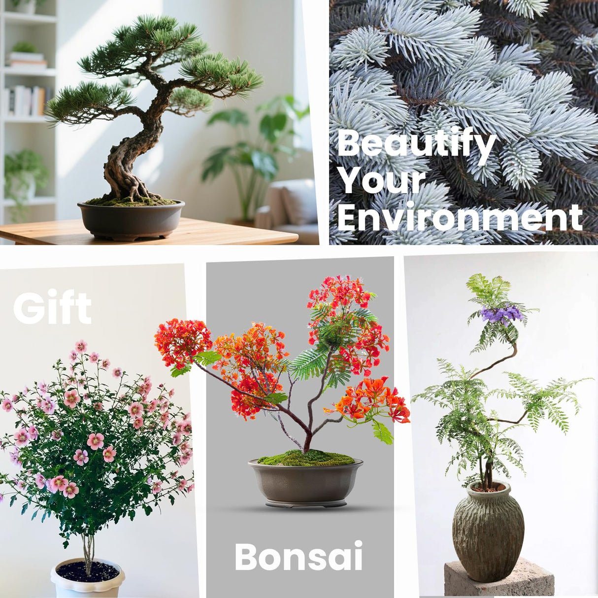 Bonsai Tree Kit – 5Pack Complete Indoor Starter Kit with 5 Unique Japanese Bonsai Trees, Tools & Planters – Perfect Gardening Gift for Women, Men, Plant Lovers – Great for Easter, Father’s Day PLANTMEW