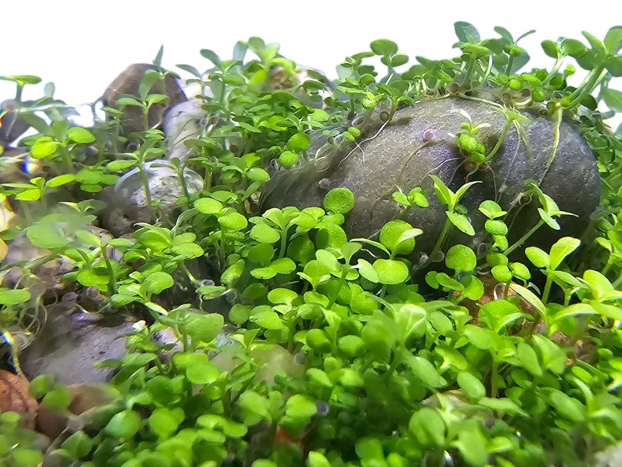 WaterPlants- Create Your Own Lush and Soothing Aquasacape Terrarium Starter Kit, Indoor Plant Glass Globe Terrariums with Powerful 3 LED Light and Complete Supplies, Just Add Water! Unique Gardener