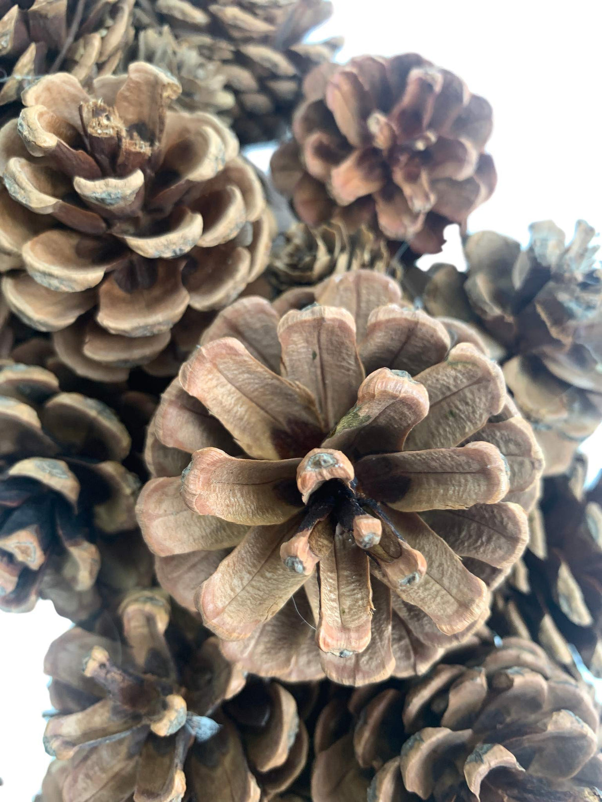 20 Inch Fall Front Door Wreath Natural Pinecone Wreath Polyfoam Base Flower Farmhouse Grapevine Wreath Blossom Cluster Wreath for Thanksgiving Celebration Front Door Wall Window Christmas Decor Huashen
