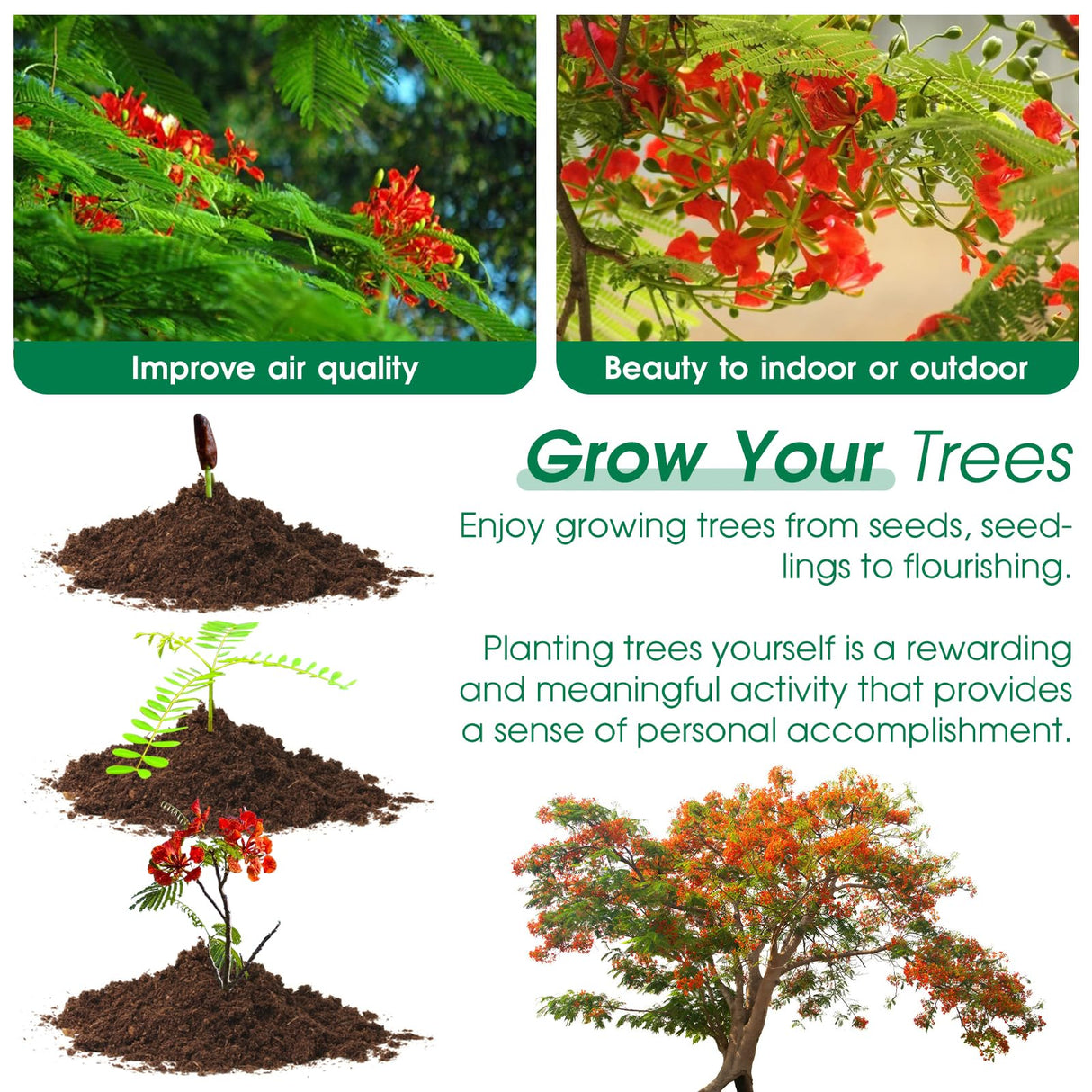 RiRifue Bonsai Tree Seed Starter Kit, with 4 Pcs Mini Garden Bonsai Tool Kit, 5 Tree Seeds Variety Pack for Planting, Creative Gardening Gifts for Plant Lovers Women Men Kid RiRifue